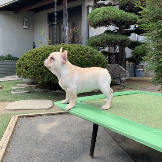 210827CRM-01Wアメリカ系コロコロボディーのフレンチブルドッグのクリーム男の子です。-3