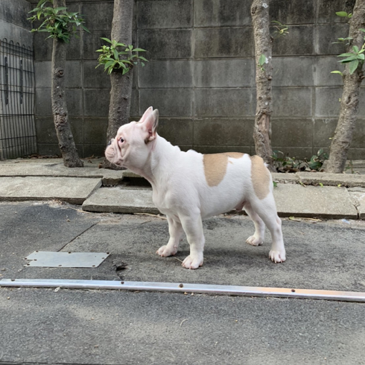 210821FPM-01Wブルドッグのような雰囲気が可愛いフレンチブルドッグのフォーンパイド男の子です。-3