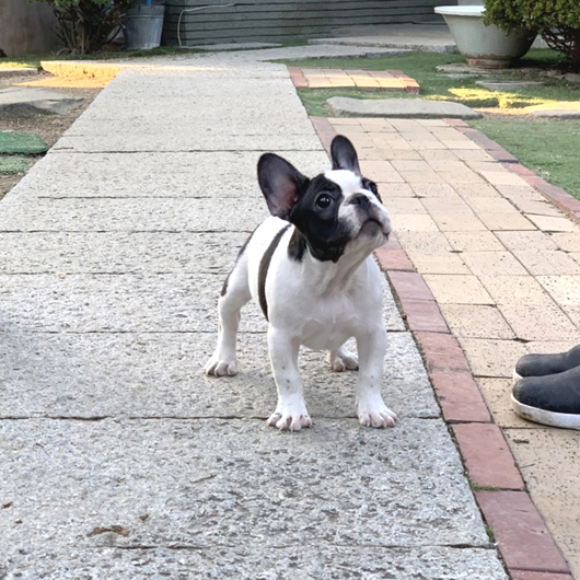 210808PDM-01W綺麗な面割れのお顔で配色バランスも良いフレンチブルドッグのパイド男の子です。-2