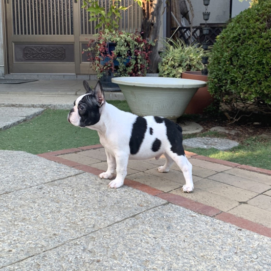 210808PDM-01W綺麗な面割れのお顔で配色バランスも良いフレンチブルドッグのパイド男の子です。-3