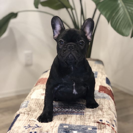 210822BRF-01W可愛いお顔で人懐っこい性格のフレンチブルドッグのブリンドル女の子です。-1