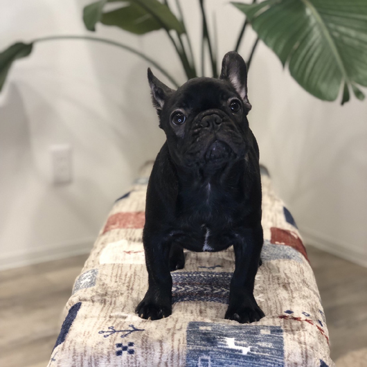 210822BRF-01W可愛いお顔で人懐っこい性格のフレンチブルドッグのブリンドル女の子です。-2