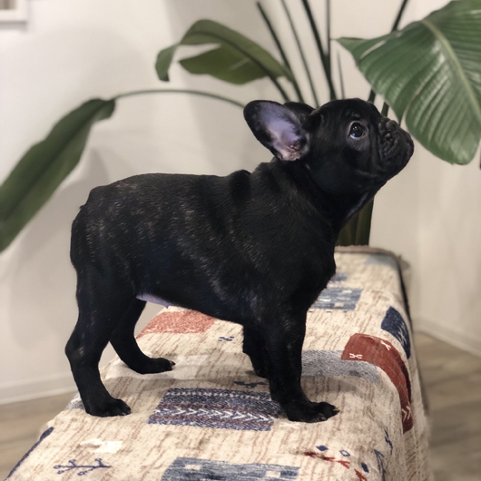 210822BRF-01W可愛いお顔で人懐っこい性格のフレンチブルドッグのブリンドル女の子です。-3