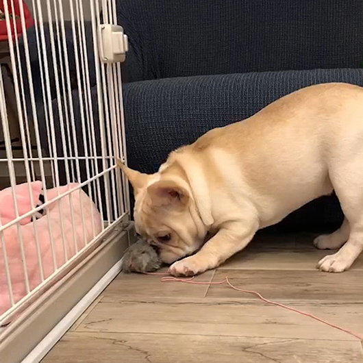 210718CRF-01Wハニーパイドカラーで人懐っこい性格のフレンチブルドッグのクリーム女の子です。-3