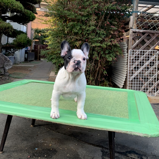 210821PDM-02W片パンチの愛嬌ある配色が可愛いフレンチブルドッグのパイド男の子です。-1