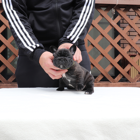 220113BRM-01可愛いお顔でコロコロボディーのフレンチブルドッグのブリンドル男の子です。-1