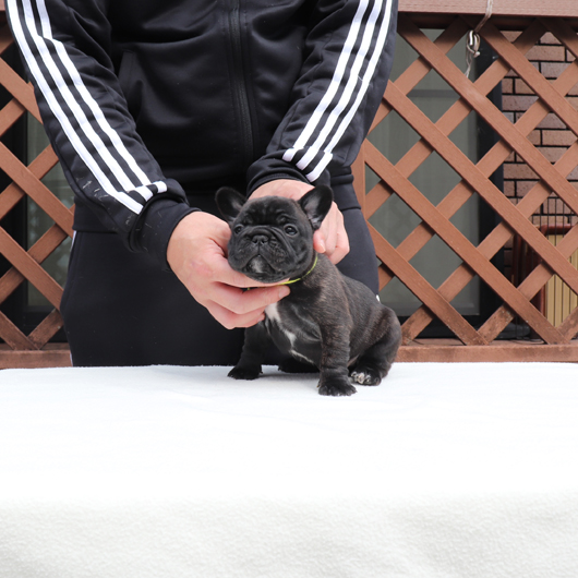 220113BRM-01可愛いお顔でコロコロボディーのフレンチブルドッグのブリンドル男の子です。-2