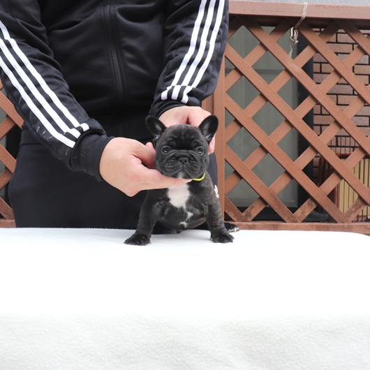 220113BRM-01可愛いお顔でコロコロボディーのフレンチブルドッグのブリンドル男の子です。-3