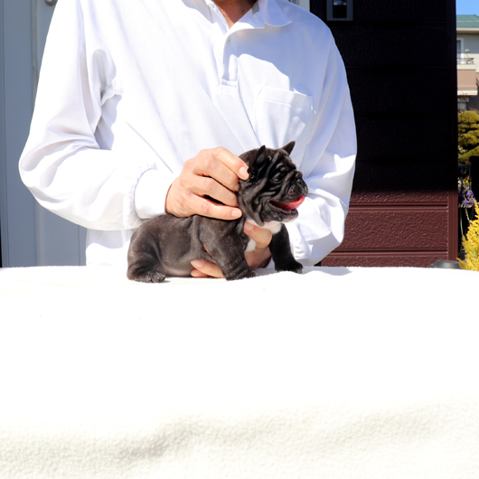 220210BRM-01可愛いお顔でコロコロボディーのフレンチブルドッグのブリンドル男の子です。-2