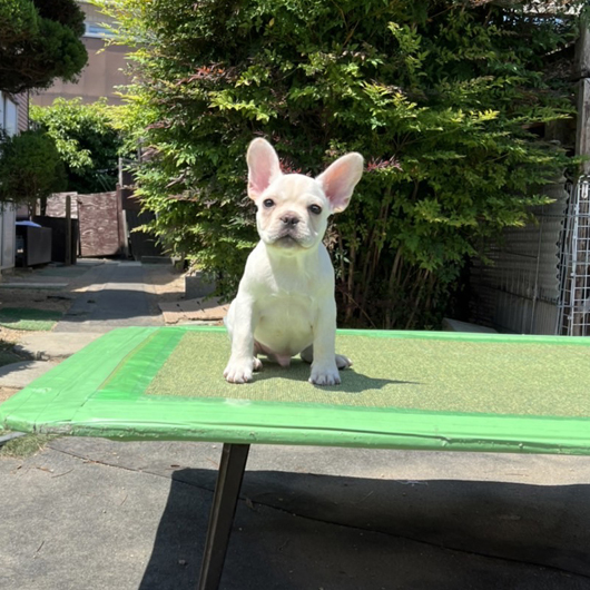 220128CRM-01Wアメリカ系のコンパクトなフレンチブルドッグのクリーム男の子です。-1