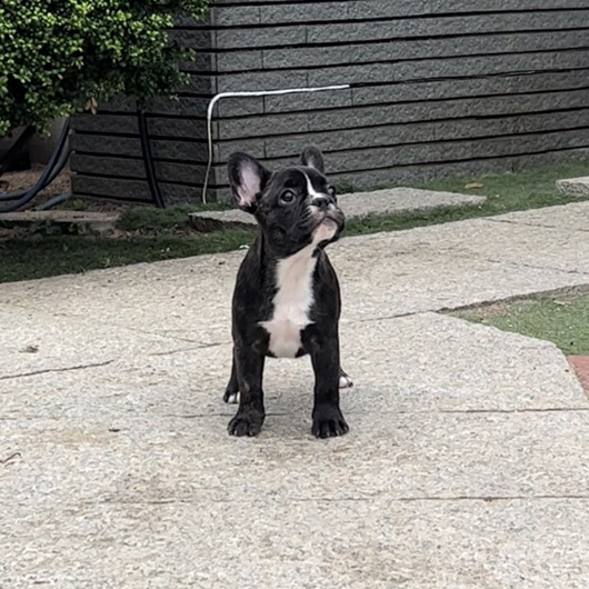 220306BRM-01Wアメリカ系コロコロボディーのフレンチブルドッグのブリンドル男の子です。-1