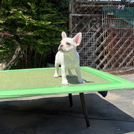 220128CRM-01Wアメリカ系のコンパクトなフレンチブルドッグのクリーム男の子です。-2