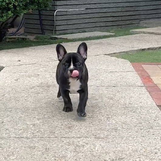 220306BRM-01Wアメリカ系コロコロボディーのフレンチブルドッグのブリンドル男の子です。-2