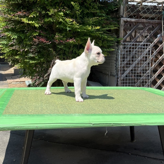 220128CRM-01Wアメリカ系のコンパクトなフレンチブルドッグのクリーム男の子です。-3