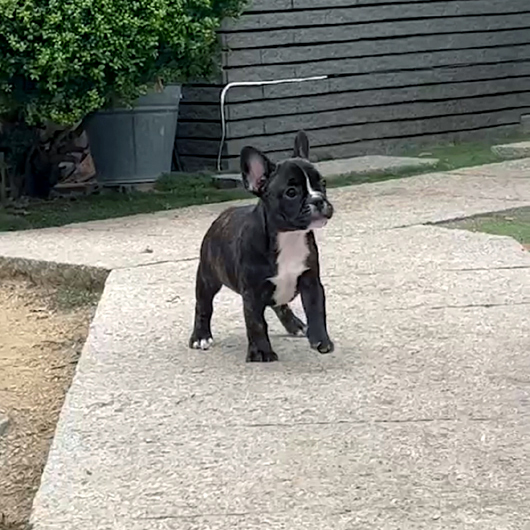 220306BRM-01Wアメリカ系コロコロボディーのフレンチブルドッグのブリンドル男の子です。-3