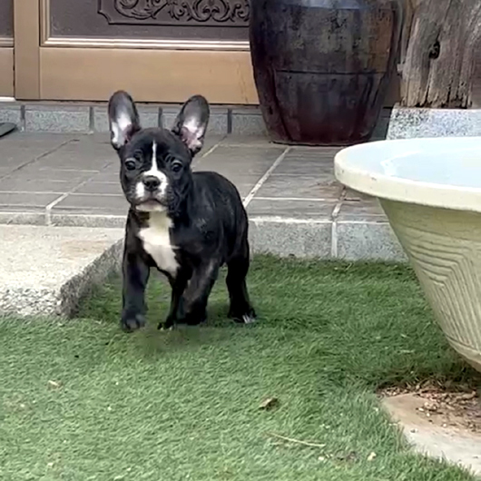 220325BRF-01Wアメリカ系コロコロボディーのフレンチブルドッグのブリンドル女の子です。-1