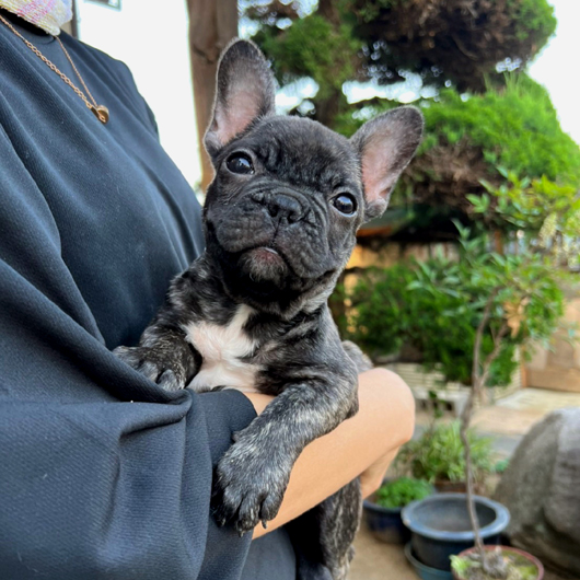 220306BRM-02W将来的にコンパクトに収まりそうなアメリカ系のフレンチブルドッグのブリンドル男の子です。-1