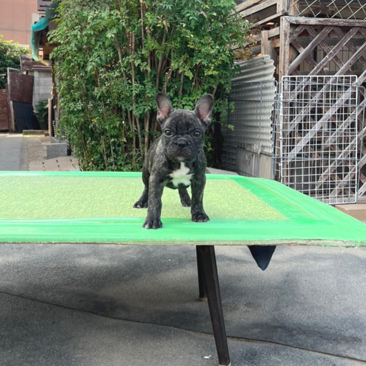 220306BRM-02W将来的にコンパクトに収まりそうなアメリカ系のフレンチブルドッグのブリンドル男の子です。-2