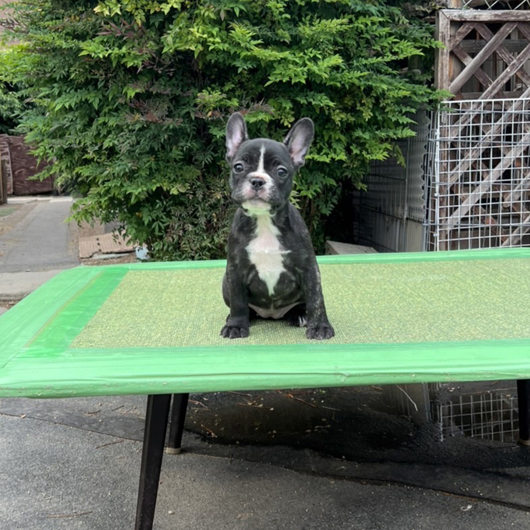 220325BRF-01Wアメリカ系コロコロボディーのフレンチブルドッグのブリンドル女の子です。-3