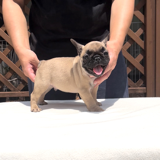 220331FWM-01可愛いお顔でコロコロボディーのフレンチブルドッグのフォーン男の子です。-2