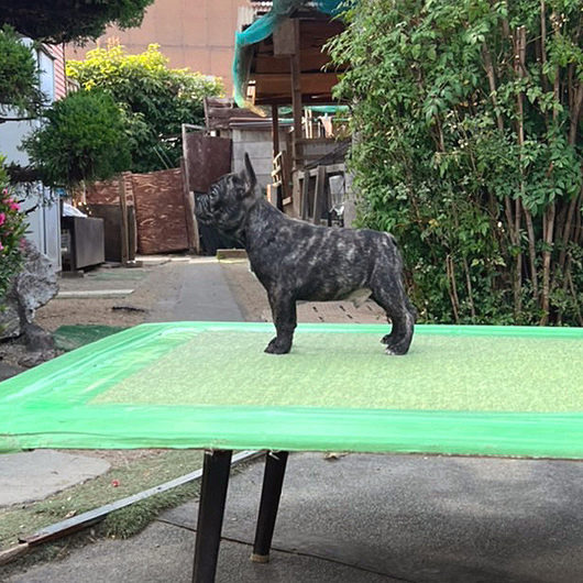 220306BRM-02W将来的にコンパクトに収まりそうなアメリカ系のフレンチブルドッグのブリンドル男の子です。-3