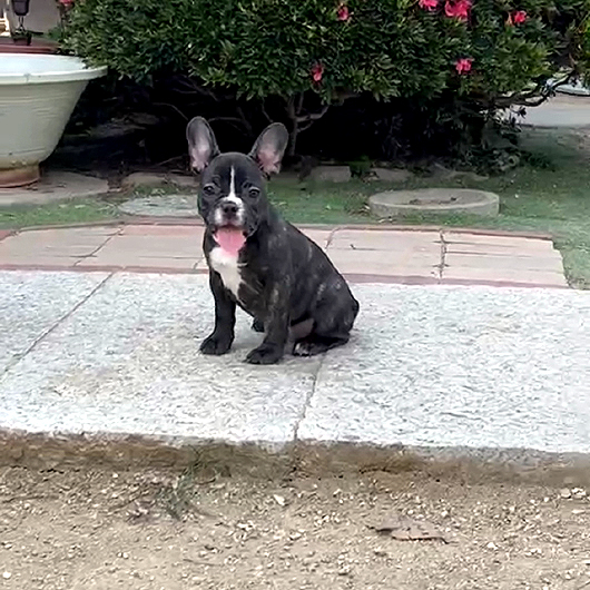 220325BRF-01Wアメリカ系コロコロボディーのフレンチブルドッグのブリンドル女の子です。-2