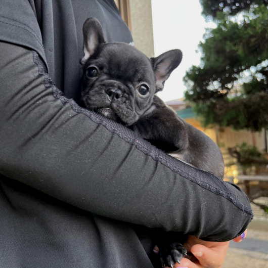 220710BRF-02W可愛いお顔でコロコロボディーのフレンチブルドッグのブリンドル女の子です。-1