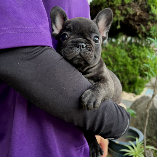 220627BRF-04可愛いお顔でコロコロボディーのフレンチブルドッグのブリンドル女の子です。-1