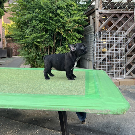 220710BRF-02W可愛いお顔でコロコロボディーのフレンチブルドッグのブリンドル女の子です。-2