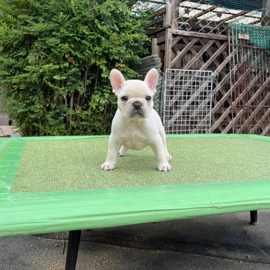 220629CRM-01アメリカ系コロコロボディーのフレンチブルドッグのクリーム男の子です。-2