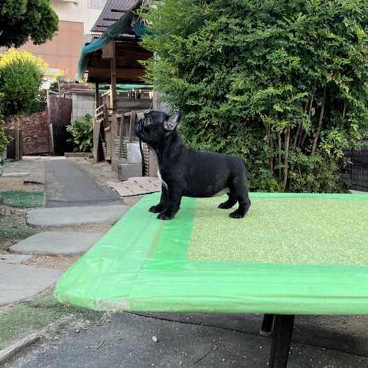 220710BRF-02W可愛いお顔でコロコロボディーのフレンチブルドッグのブリンドル女の子です。-3