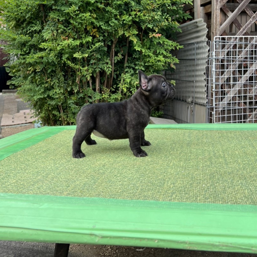 220627BRF-04可愛いお顔でコロコロボディーのフレンチブルドッグのブリンドル女の子です。-2