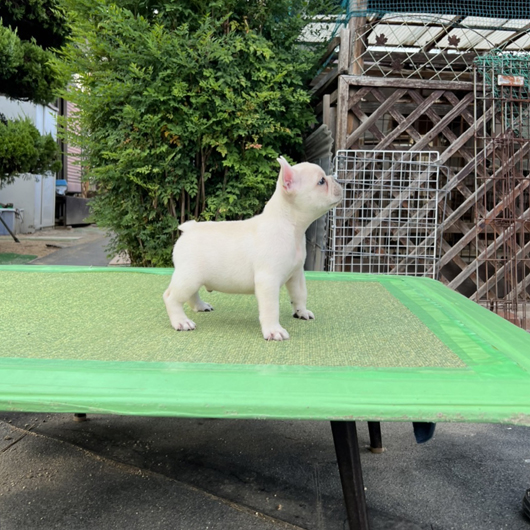 220629CRM-01アメリカ系コロコロボディーのフレンチブルドッグのクリーム男の子です。-3