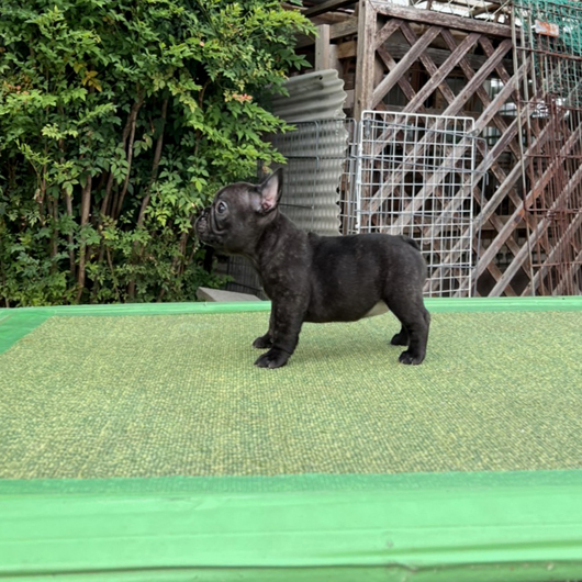 220627BRF-04可愛いお顔でコロコロボディーのフレンチブルドッグのブリンドル女の子です。-3