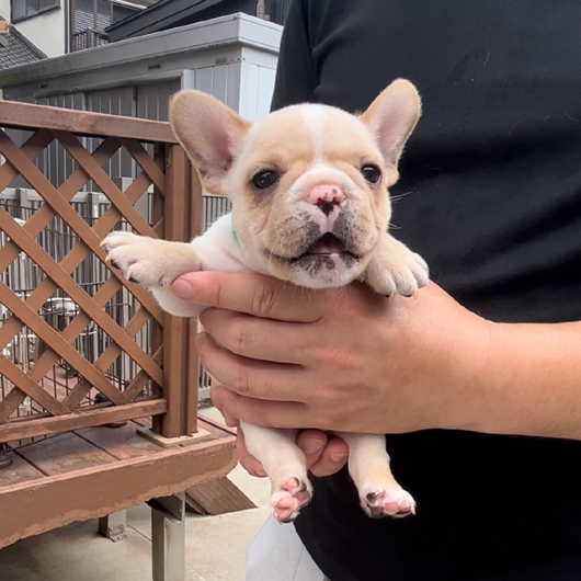 220718CRM-02アメリカ系コロコロボディーのフレンチブルドッグのクリーム男の子です。-1