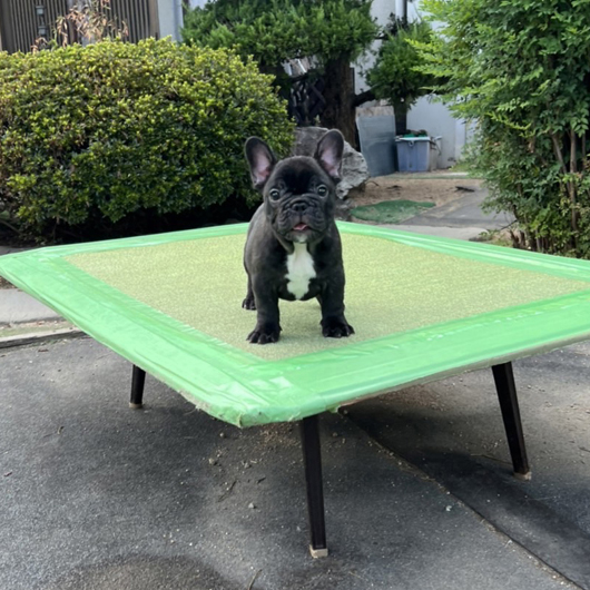 220702BRM-01W可愛いお顔でコロコロボディーのフレンチブルドッグのブリンドル男の子です。-1