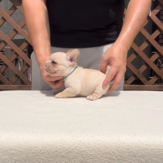 220718CRM-02アメリカ系コロコロボディーのフレンチブルドッグのクリーム男の子です。-2