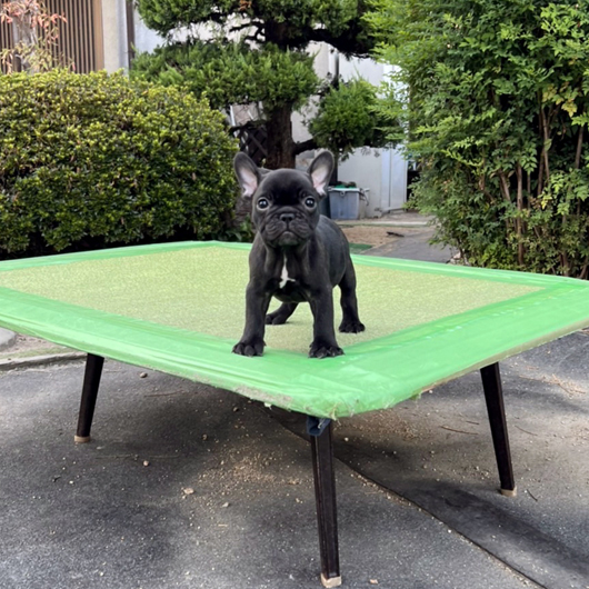 220707BRM-01可愛いお顔でコロコロボディーのフレンチブルドッグのブリンドル男の子です。-2