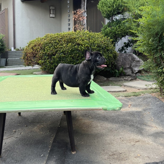 220702BRM-01W可愛いお顔でコロコロボディーのフレンチブルドッグのブリンドル男の子です。-2