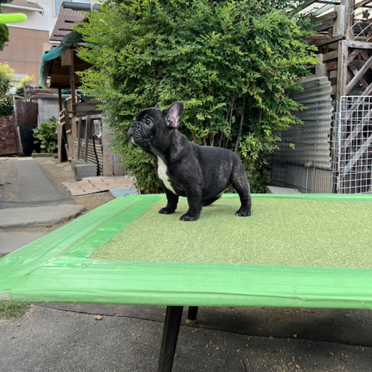 220702BRM-01W可愛いお顔でコロコロボディーのフレンチブルドッグのブリンドル男の子です。-3