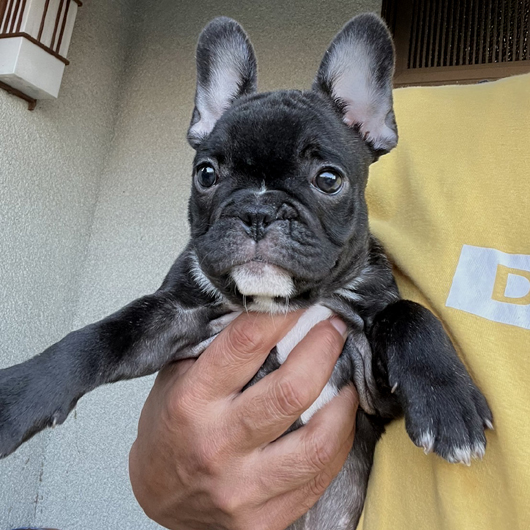 220702BRF-03W可愛いお顔でコロコロボディーのフレンチブルドッグのブリンドル女の子です。-1