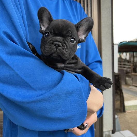 220818BRM-01アメリカ系コロコロボディーのフレンチブルドッグのブリンドル男の子です。-1
