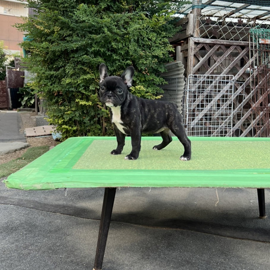 220702BRF-03W可愛いお顔でコロコロボディーのフレンチブルドッグのブリンドル女の子です。-2