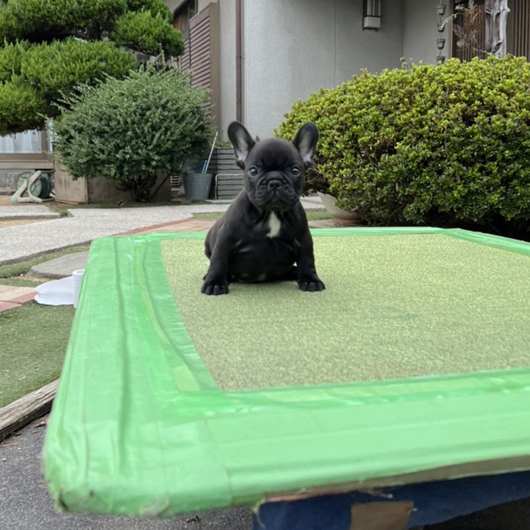 220818BRM-01アメリカ系コロコロボディーのフレンチブルドッグのブリンドル男の子です。-2