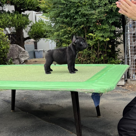 220818BRM-01アメリカ系コロコロボディーのフレンチブルドッグのブリンドル男の子です。-3