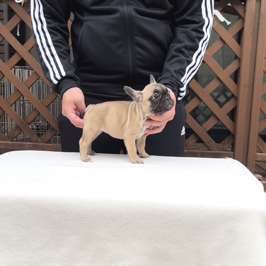 221004FWF-01可愛いお顔で小ぶりのフレンチブルドッグのフォーン女の子です。-2