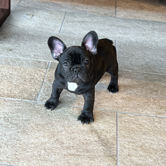 221031BRM-01可愛いお顔でコロコロボディーのフレンチブルドッグのブリンドル男の子です。-1