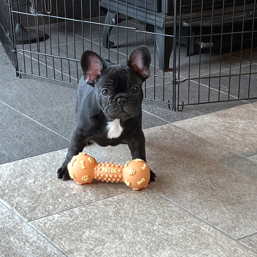 221031BRM-01可愛いお顔でコロコロボディーのフレンチブルドッグのブリンドル男の子です。-2