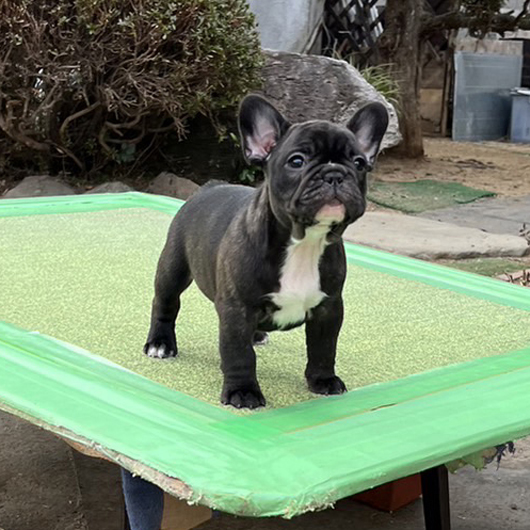 221226BRM-01W可愛いお顔でコロコロボディーのフレンチブルドッグのブリンドル男の子です。-1