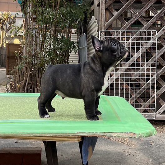 221226BRM-01W可愛いお顔でコロコロボディーのフレンチブルドッグのブリンドル男の子です。-2